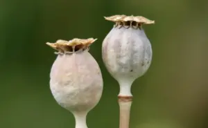 Gaveidéer til hende med kapselgarderobe