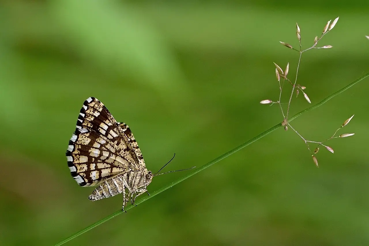 Tips til Afvigende i Krydsord